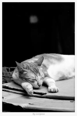 Sleeping cat(3)