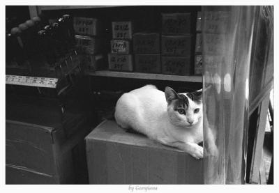u27/georgiana/medium/15901756.IMG452.jpg