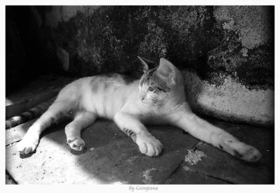 u27/georgiana/medium/16084050.IMG521.jpg