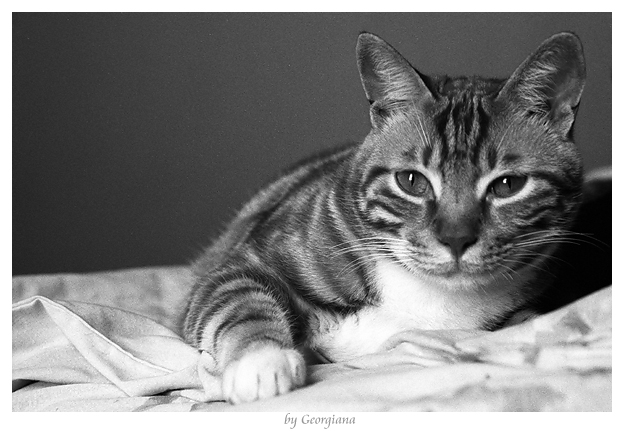 My Cat: Siufu
