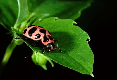 Cream-spotted Lady Beetle