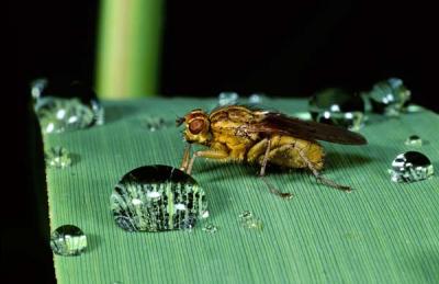 Dungfly after rain.jpg