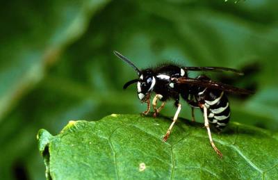 A worker of the blackjacket, Vespula consobrina