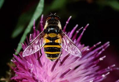 Eristalis transversa