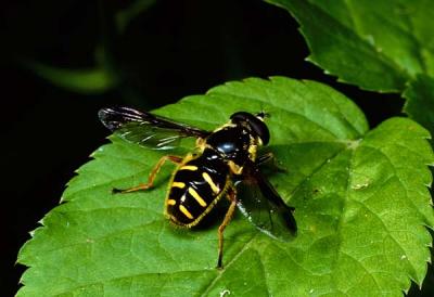 Sericomyia sp.