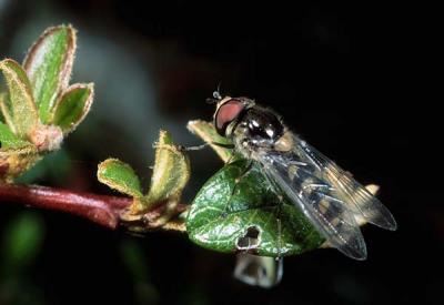 Meliscaeva auricollis