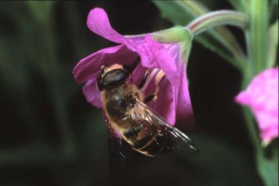 Eristalis  tenax