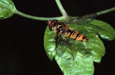 Episyrphus  balteatus 7