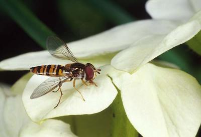 Episyrphus  balteatus 10