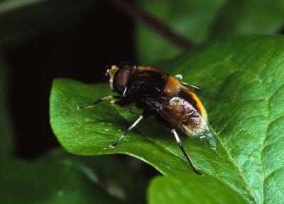 Eristalis intricarius