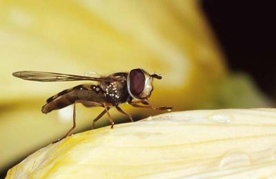 Hoverfly with flower pollen