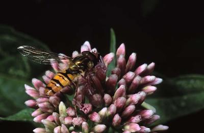 Episyrphus  balteatus 12