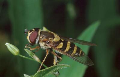 Syrphus ribesii