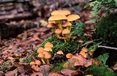 Hypholoma fasciculare 3