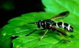 Temnostoma bombylans