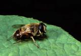 Eristalis  tenax