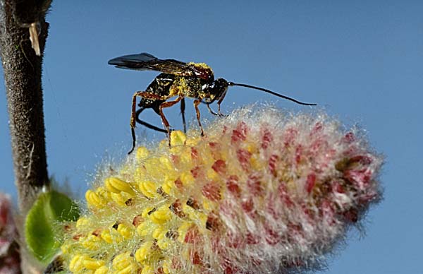 Wasp on Pussywillow