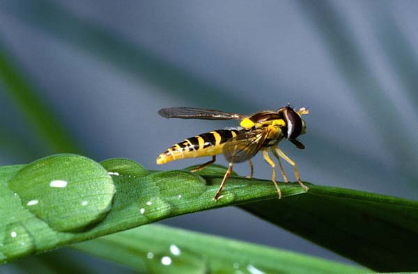Sphaerophoria sp.
