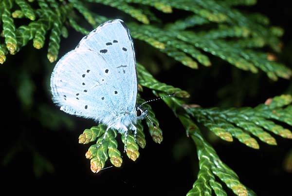 Holly Blue.jpg