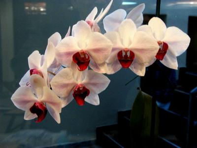 Orchid 07.jpg