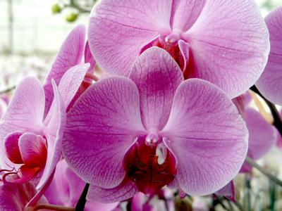 Orchid 11.jpg
