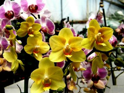 Orchid 14.jpg