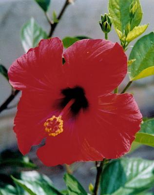 Hibiskus   Nahal-Oz .jpg