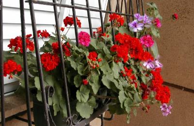 Kitchen  windows Geranum.JPG