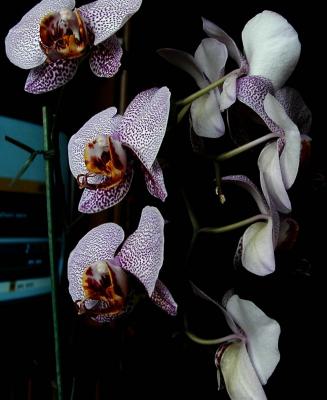 New Orchid 02.jpg