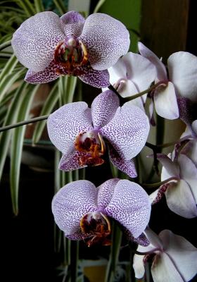 New Orchid 03.jpg