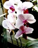 Orchid 03.jpg