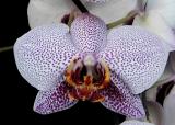 New Orchid 01.jpg