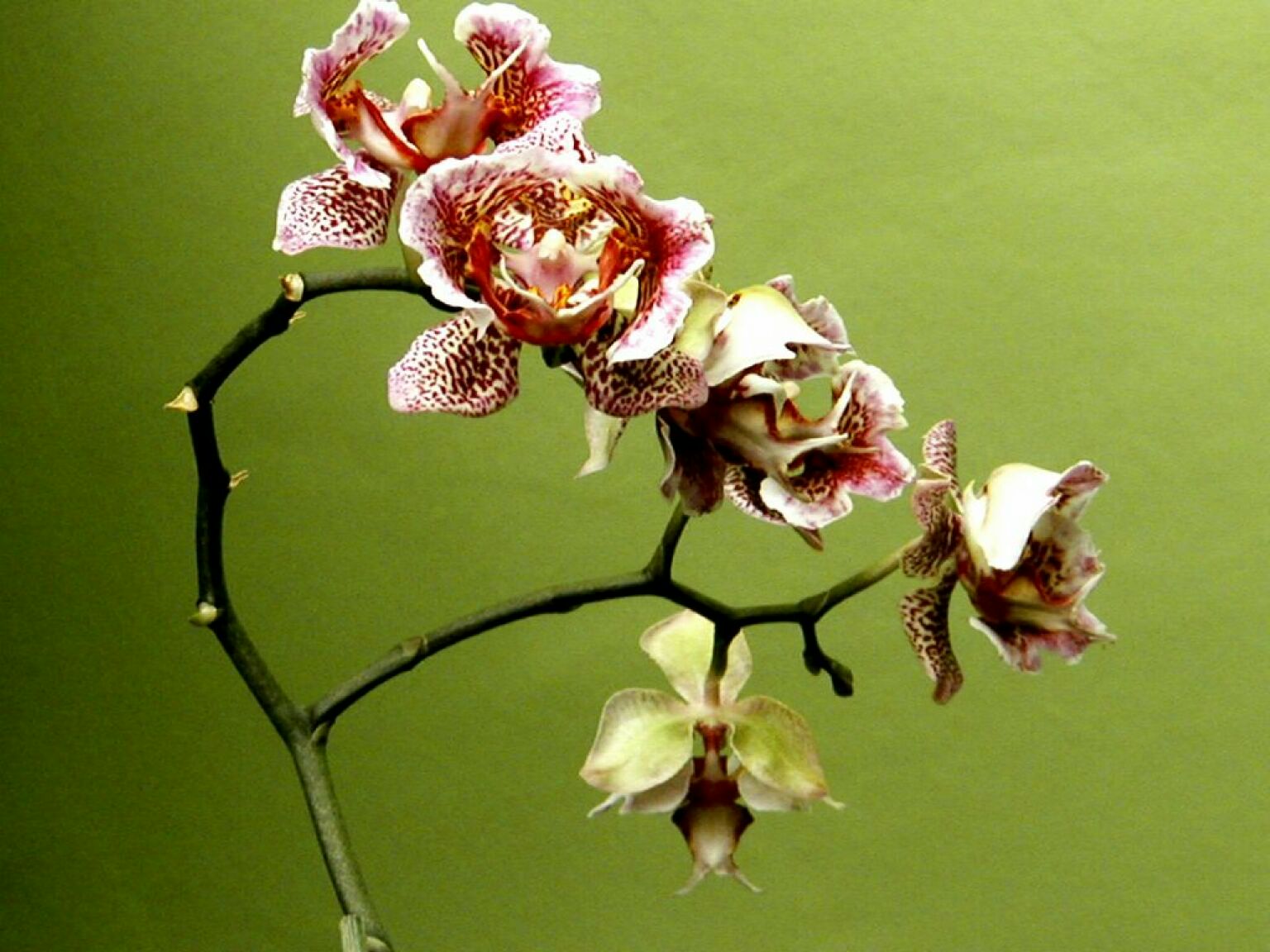 Orchid 04.jpg