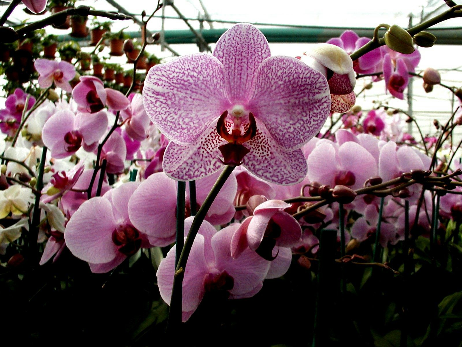 Orchid 09.jpg