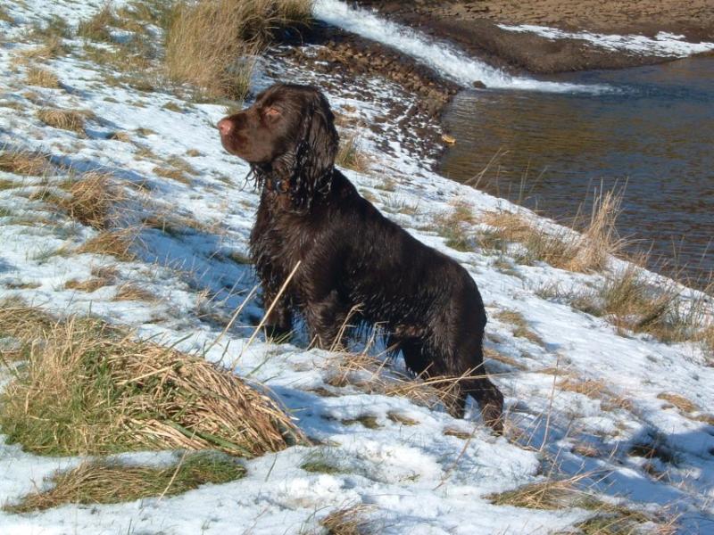 Bradley, Dare Valley Park, Winter 2003