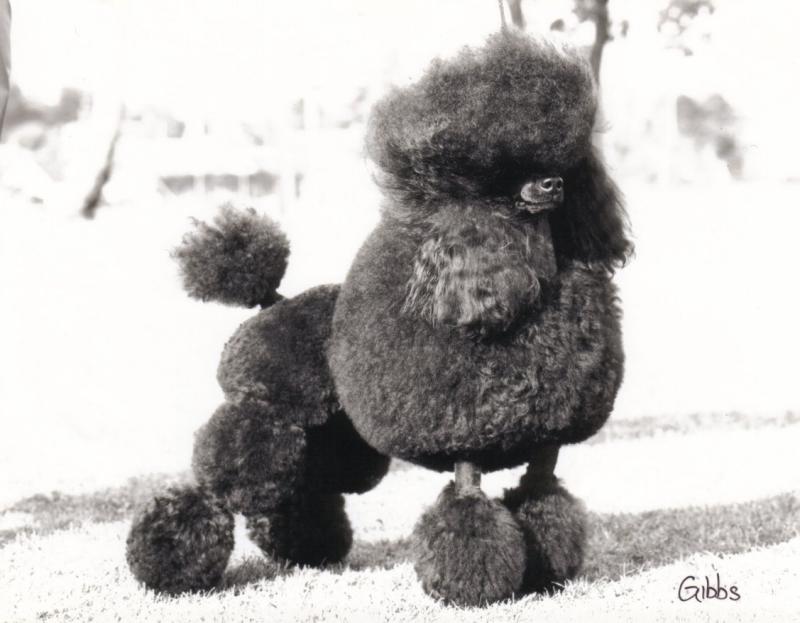Miniature Poodle