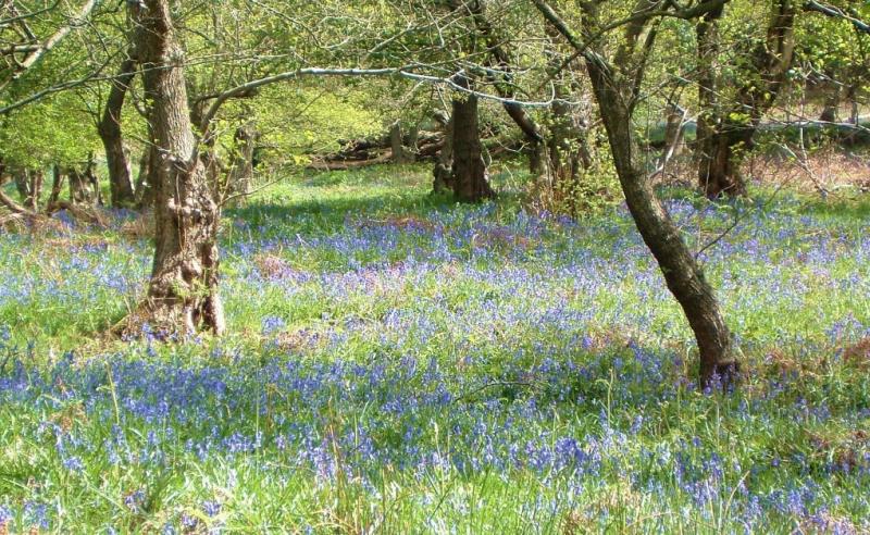 Bluebells 014.jpg