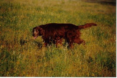 Jamie, Irish Setter