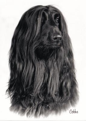 Afghan Hound Head Study