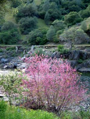 Merced River Canyon, redbud with former YVRY right of way on opposite bank of river.
