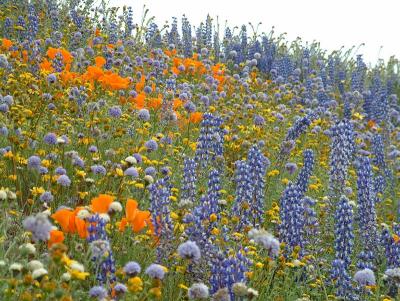 Mixed spring wildflowers near Gorman, California.