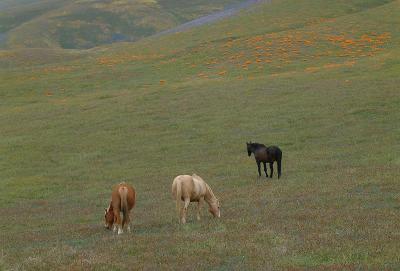 Horses on hills near Gorman, Ca.  Poppies, lupine and other spring wildflowers on hills in the area.