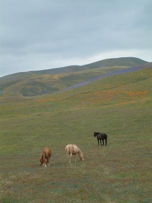 Horses on hills near Gorman, CA., uncropped.