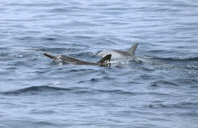 17-12-Meeting Dolphins