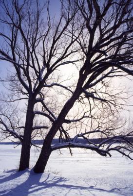 Winter Solitude