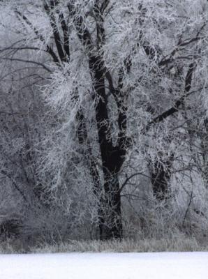 Morning Frost
