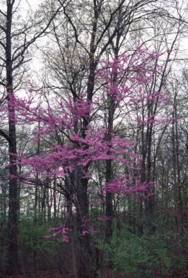 Redbud in Bloom