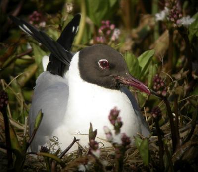 Black-Headed Gull