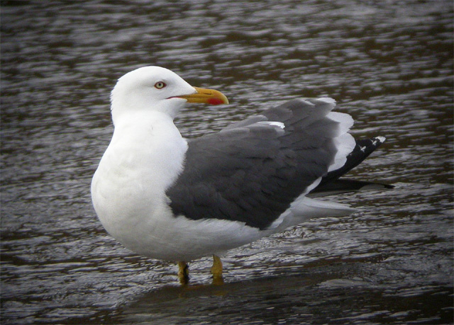 Lesser Black-Backed Gull