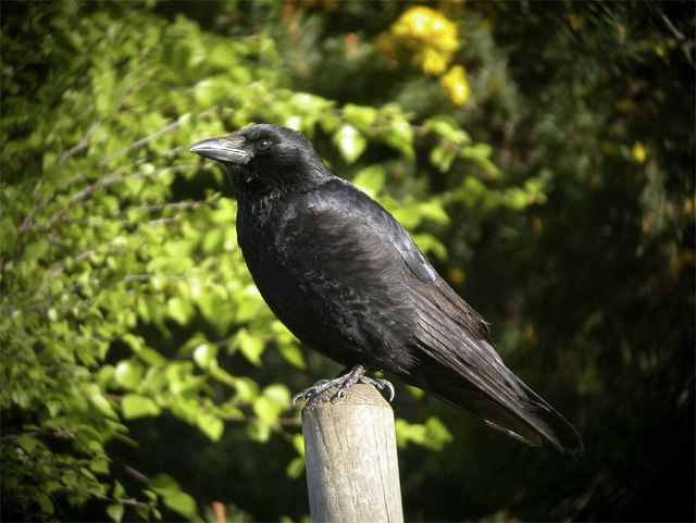Carrion Crow